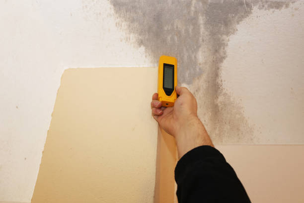 Best Mold Damage Restoration  in Elm Creek, NE