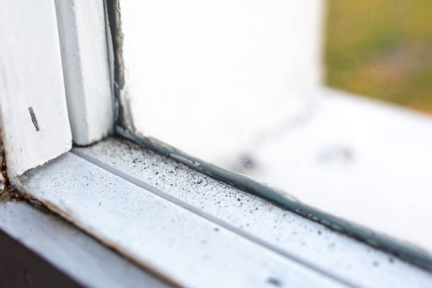 Best Water Damage & Mold Remediation  in Elm Creek, NE