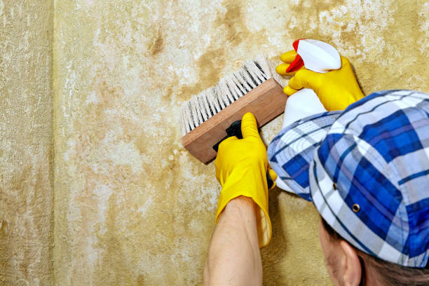 Mold Remediation for Rental Properties in Elm Creek, NE