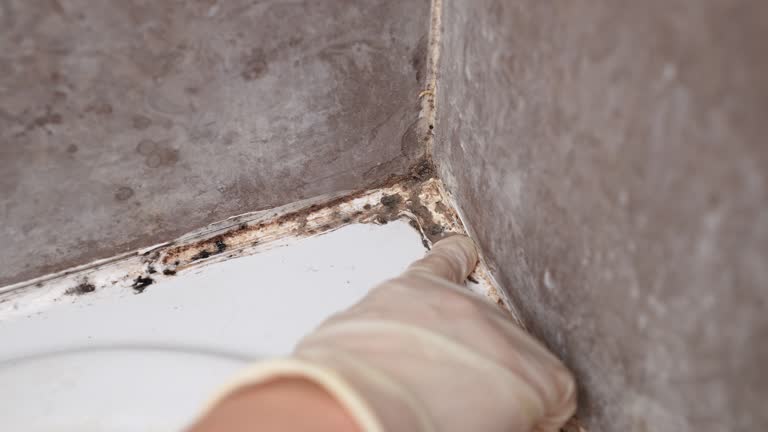 Best Residential Mold Inspection & Testing  in Elm Creek, NE