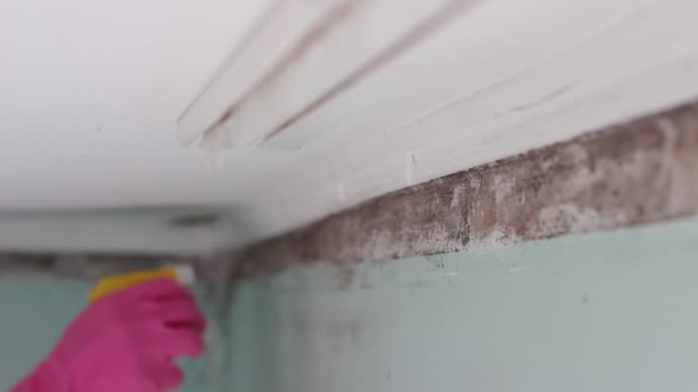 Best Biohazard Mold Removal  in Elm Creek, NE